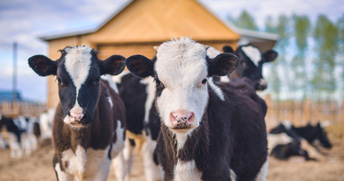 我廠獲得知識產權貫標認證證書