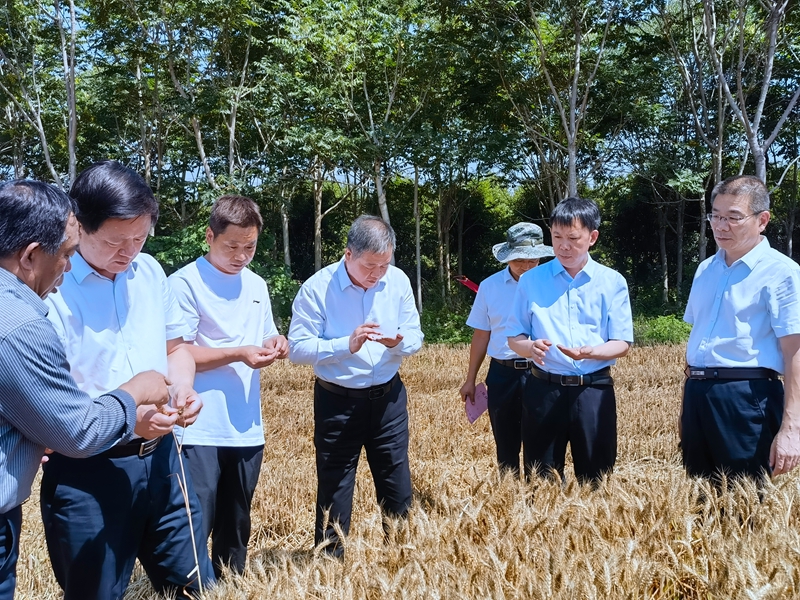 集團領導調研指導“三夏”工作